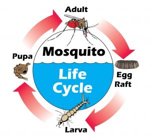Mosquito life cycle