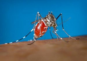 mosquito bite illnesses
