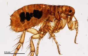 close up of a flea