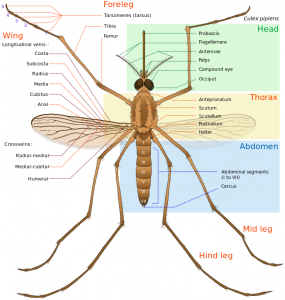 Commonly Asked Mosquito Questions