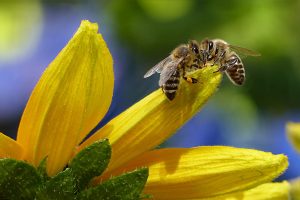 Bee Safety and Mosquito Control